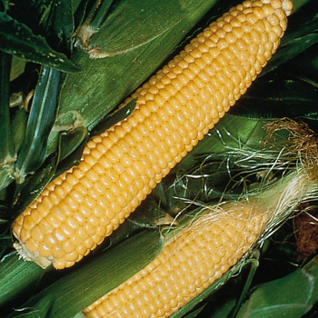 Sweet Corn, Jubilee Yellow Hybrid, Untreated