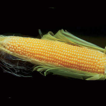 Incredible Rm Hybrid Sweet Corn