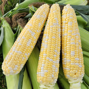 Sweet Corn, Solstice Hybrid