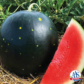 Watermelon, Century Star Hybrid 
