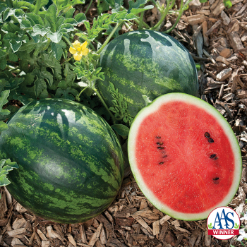 Watermelon, Mini Love Hybrid 