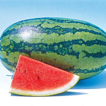 Watermelon, Sweet Beauty Hybrid