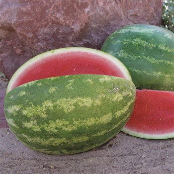 Sweet Eat'n Hybrid Watermelon