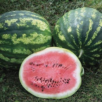 Watermelon, Sweet Dakota Rose 