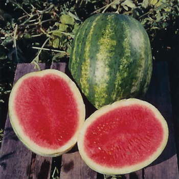 Triple Crown Hybrid Watermelon