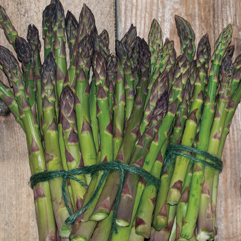 Asparagus, Jersey Supreme Hybrid (10 Roots)