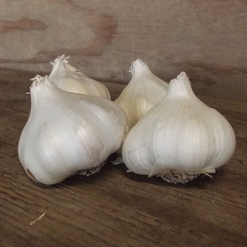 California White Garlic