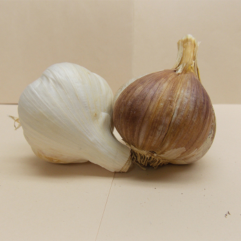 Garlic, Musik