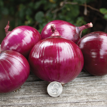Onion, Red Candy Apple