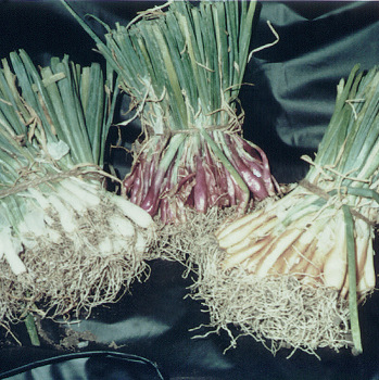3 Color Onion Plant Collection