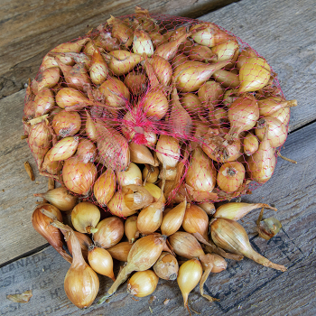 Onion Sets, Yellow, 1 Quart