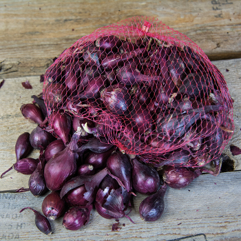 Onion Sets, Red, 1 Quart