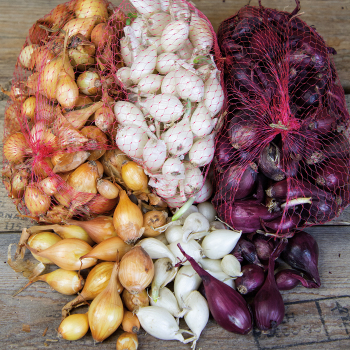 Onion Set Collection Onion Set Collection