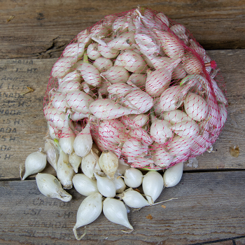Onion Sets, White, 1 Quart