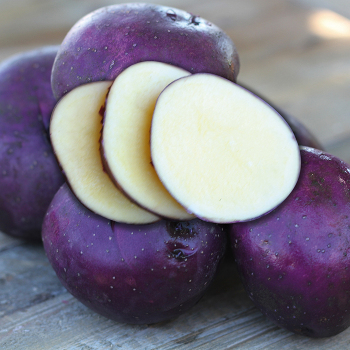 Potato, Huckleberry Gold