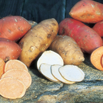 White Yam Sweet Potato
