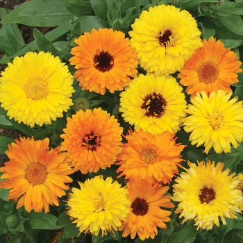 Calendula, Pacific Beauty Mix Calendula, Pacific Beauty Mix