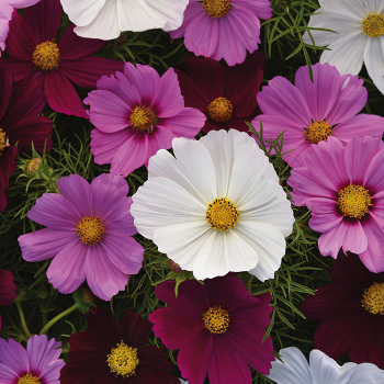 Cosmos, Sonata™ Mix  Cosmos, Sonata™ Mix