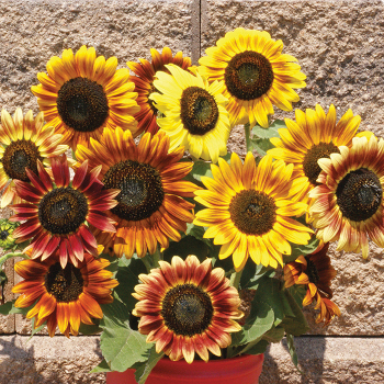 Sunflower, Autumn Beauty Mix Sunflower, Autumn Beauty Mix