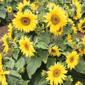 Sunflower, Carousel Sunflower, Carousel