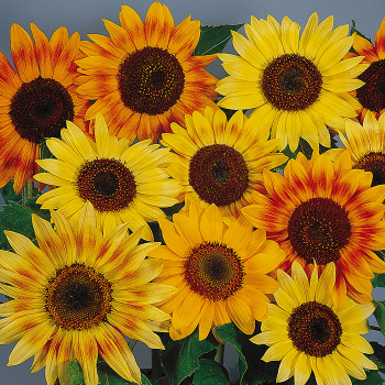 Sunflower, Music Box Mix  Sunflower, Music Box Mix