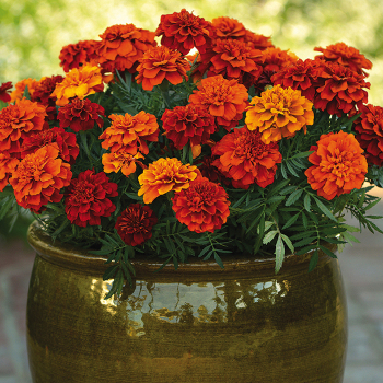 Marigold, Fireball  Marigold, Fireball