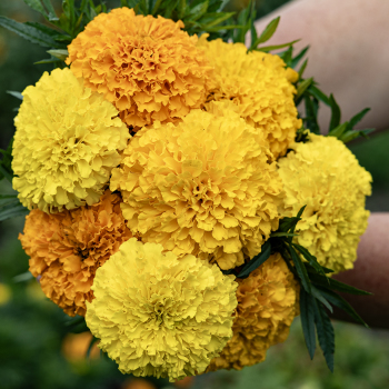 Marigold, Bali Mix Marigold, Bali Mix