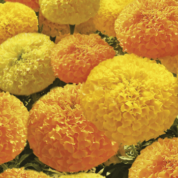 Marigold, Bali Mix Marigold, Bali Mix