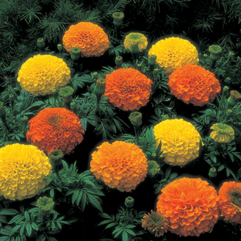 Marigold, Inca II® Mix Marigold, Inca II® Mix