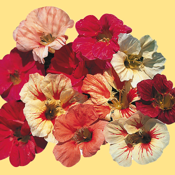 Nasturtium, Caribbean Cocktail  Nasturtium, Caribbean Cocktail