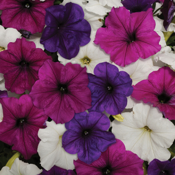 Petunia, Easy Wave® Great Lakes Mix Hybrid Petunia, Easy Wave® Great Lakes Mix Hybrid