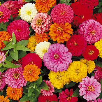 Zinnia, Magellan™ Mix Hybrid Zinnia, Magellan™ Mix Hybrid