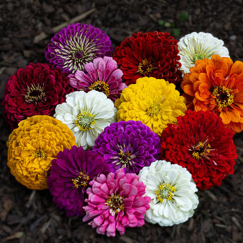 Zinnia, Super Giant Mix