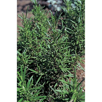 Madeline Hill Rosemary Herb
