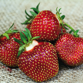 Honeoye Strawberry