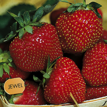 Strawberry, June Bearing, Jewel