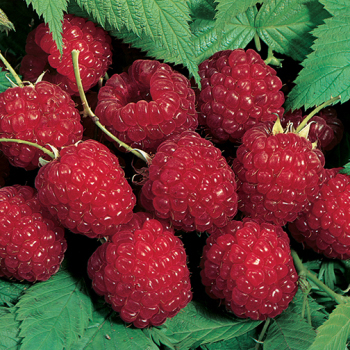Raspberry, Summer Bearing, Nova, 5 Plants