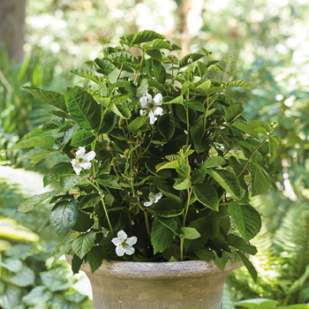 Blackberry, Baby Cakes® Bushel & Berry®