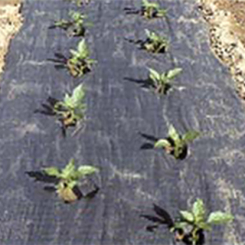 Planters Paper (4 X 100)