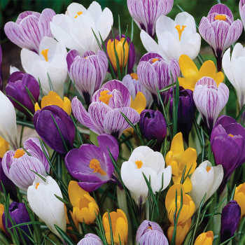 Accent Bulbs