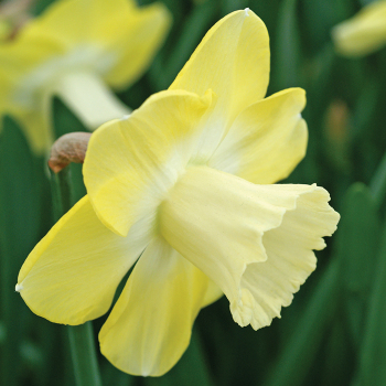 Daffodil, Avalon, Pack of 6
