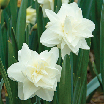 Daffodil, White Medal, Pack of 6