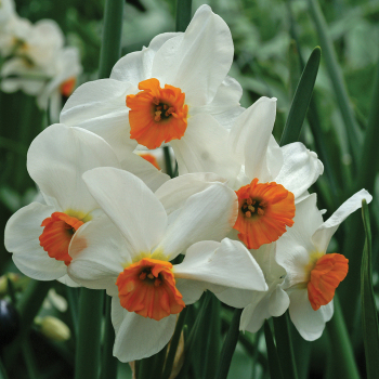 Daffodil, Geranium, Pack of 6