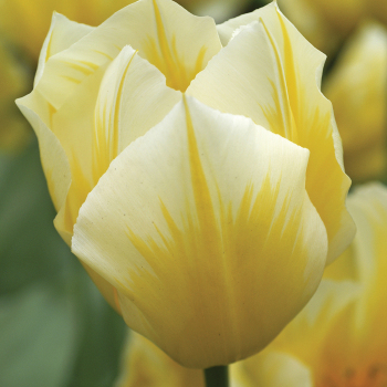 Tulip, Sweetheart, Pack of 6