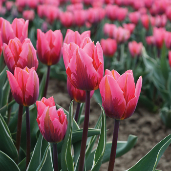 Tulip, Pretty Princess, Pack of 6