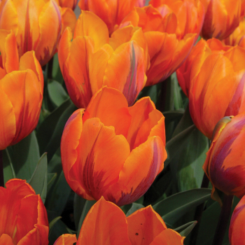 Tulip, Prinses Irene, Pack of 6