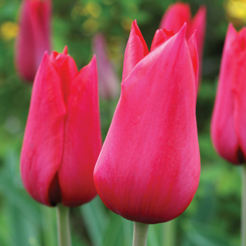 Tulip, Red Shine, Pack of 6