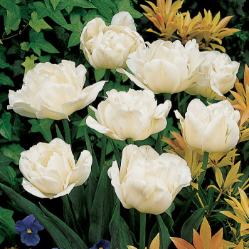 Tulip, Mount Tacoma, Pack of 6