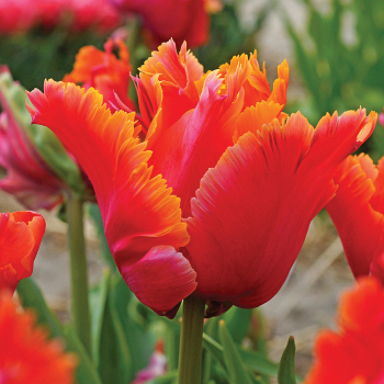 Tulip, Amazing  Parrot, Pack of 6