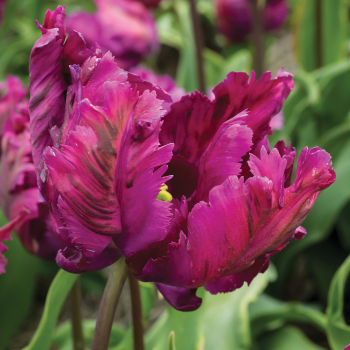 Tulip, Negrita Parrot, Pack of 6